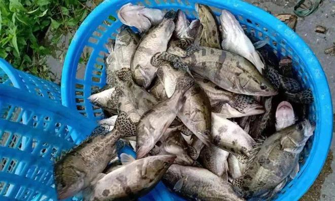 杏彩体育大规格鱼成硬通货！加州鲈高位震荡破20元鳜鱼喊涨遇阻草鱼南北价差拉大(图2)